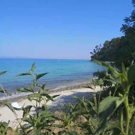 Sea & Forest